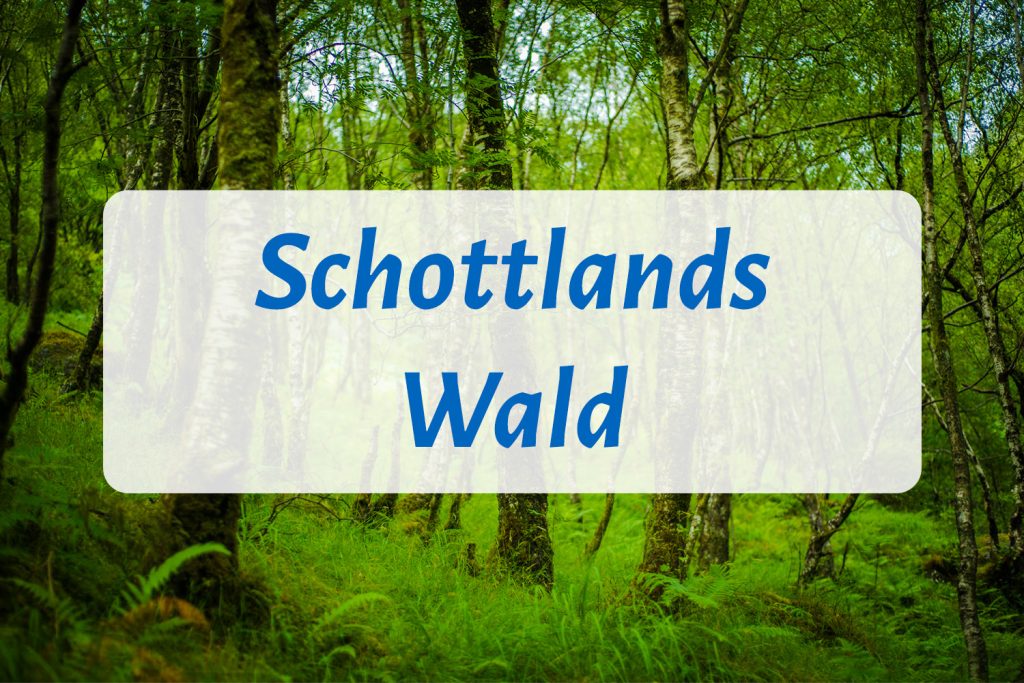 MSC006 – Schottlands Wald